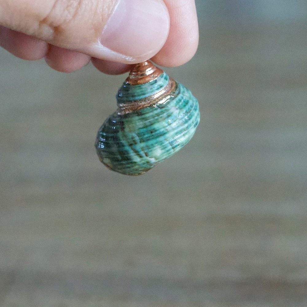 Green Teal Spiral Seashell Pendant Gold Trim Coastal Boho Nautical Charm 1 Inch - Picture 4 of 5